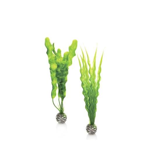biOrb Set de plantes moyennes vertes