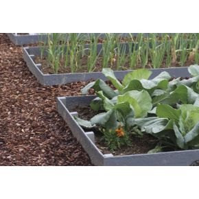 Exemple 2 PondEdge Latte 19 cm oase