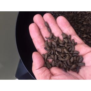 Zoom Nourriture Carpe Koi Midori 5L Aqua Excel