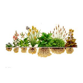 Lot de 18 Plantes Aquatiques et de rives