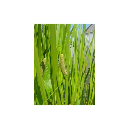 Plante Aquatique Acorus Calamus