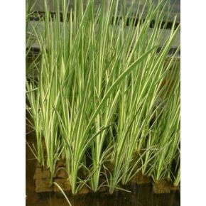 Plante Aquatique Acorus Calamus variegatus