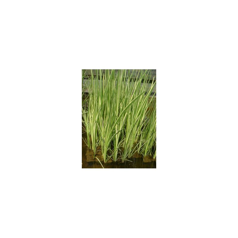 Plante Aquatique Acorus Calamus variegatus