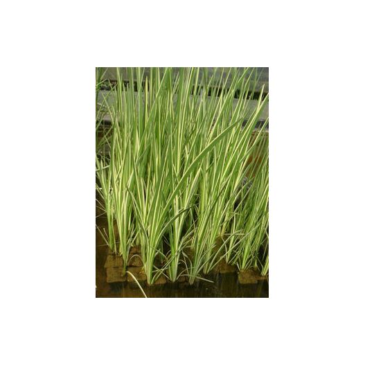 Plante Aquatique Acorus Calamus variegatus