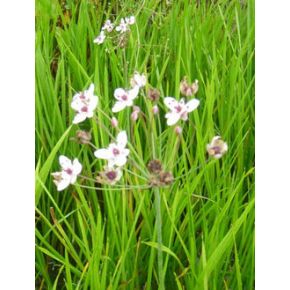 Plante Aquatique Butomus umbellatus