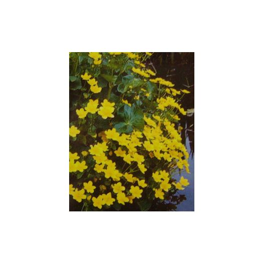 Plante Aquatique Caltha palustris