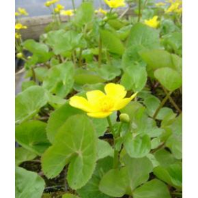 Plante Aquatique Caltha polypetala