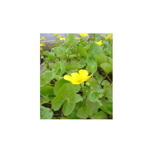 Plante Aquatique Caltha polypetala