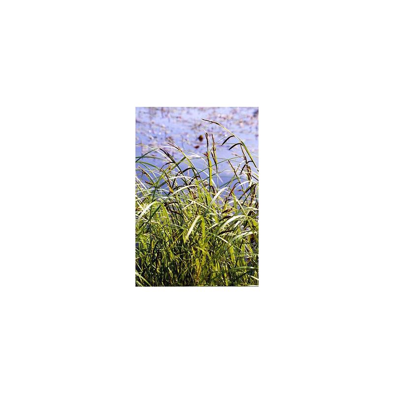 Plante Aquatique Carex acuta