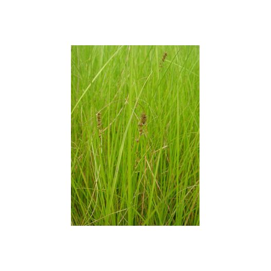 Zoom Plante Aquatique Carex paniculata