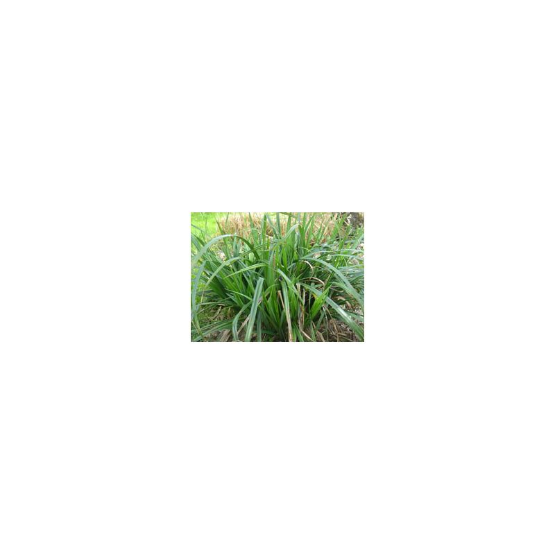 Zoom Plante Aquatique Carex pendula