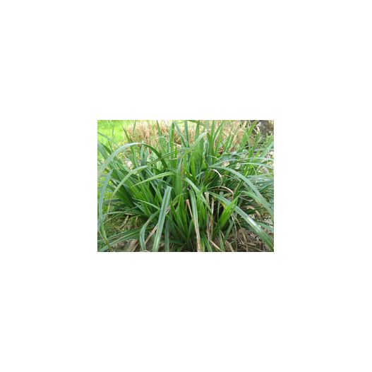 Zoom Plante Aquatique Carex pendula