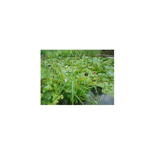 Plante Aquatique Carex pseudocyperus