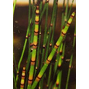 Zoom Plante Aquatique Equisetum americanum