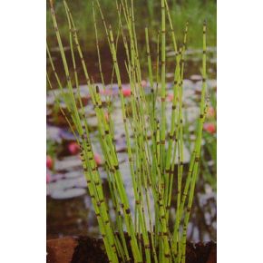 Plante Aquatique Equisetum japonicum