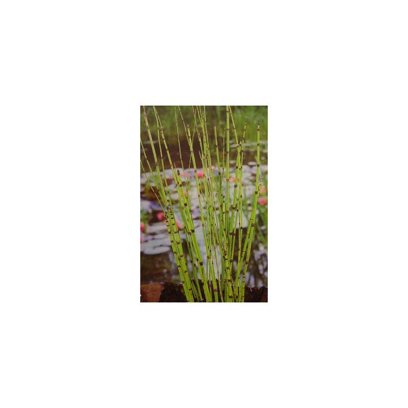 Plante Aquatique Equisetum japonicum