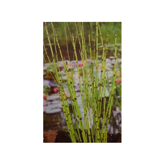Plante Aquatique Equisetum japonicum
