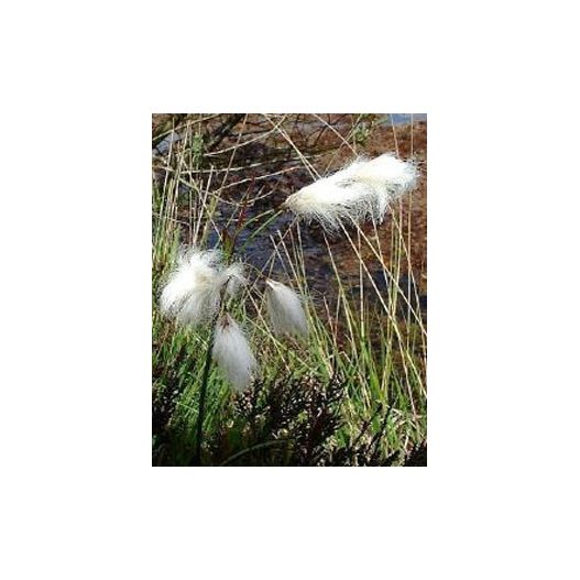 Zoom Plante Aquatique Eriophorum angustifolium