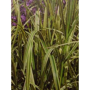 Zoom Plante Aquatique Glyceria aquatica variegata