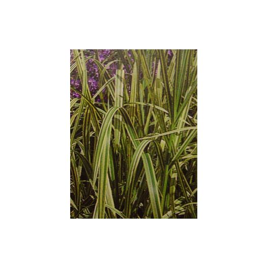 Zoom Plante Aquatique Glyceria aquatica variegata