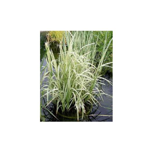 Plante Aquatique Glyceria maxima