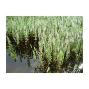 Plante Aquatique Hippuris vulgaris