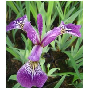 Plante Aquatique Iris versicolor