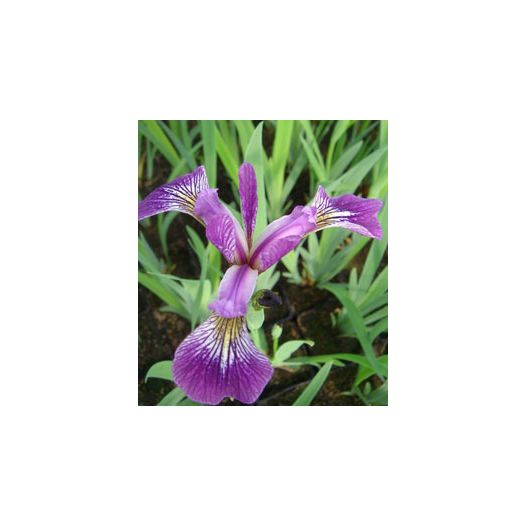 Plante Aquatique Iris versicolor