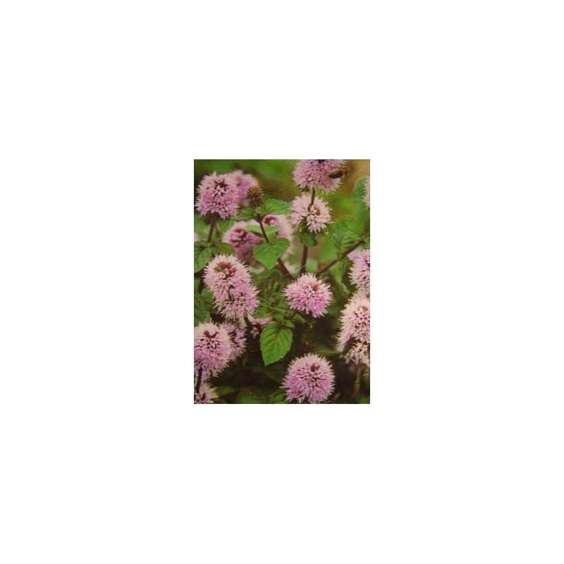 Plante Aquatique Mentha aquatica