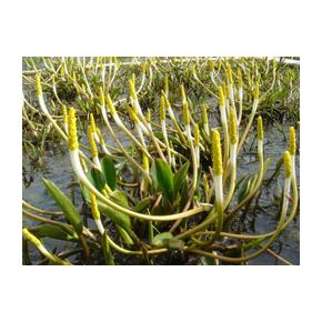 Plante Aquatique Orontium aquaticum