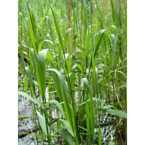 Plante Aquatique Phragmites australis
