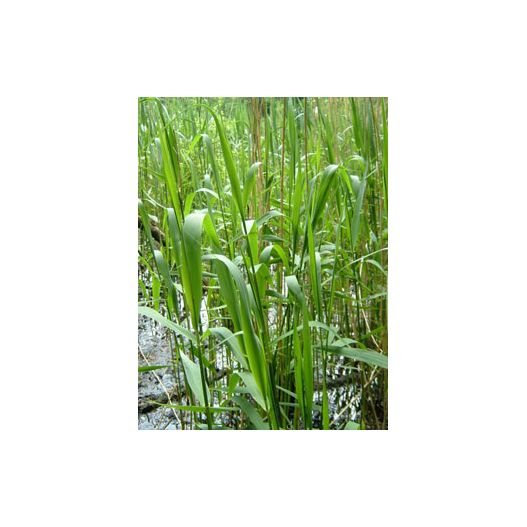 Plante Aquatique Phragmites australis