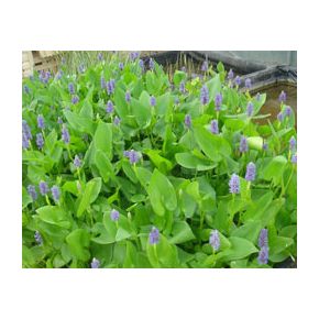 Plante Aquatique Pontederia cordata