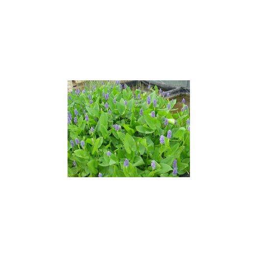 Plante Aquatique Pontederia cordata