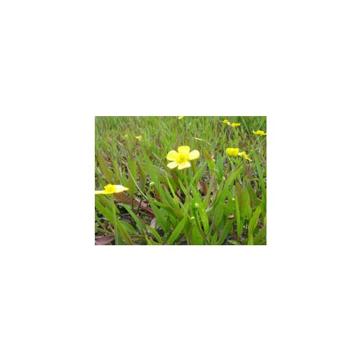 Fleurs Plante Aquatique Ranunculus flammula