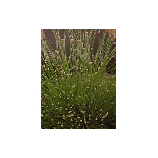 Plante Aquatique Scirpus cernuus