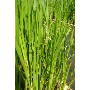 Plante Aquatique Sparganium erectum