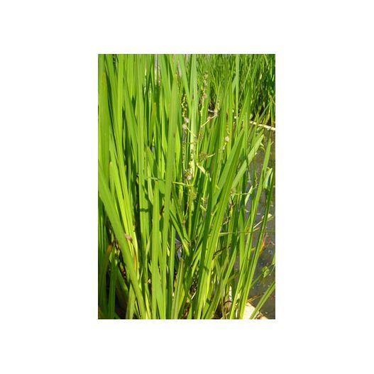 Plante Aquatique Sparganium erectum