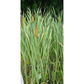Plante Aquatique Typha angustifolia