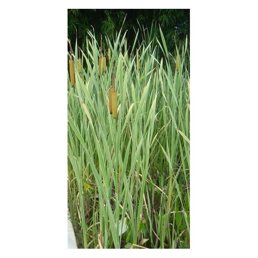 Plante Aquatique Typha angustifolia
