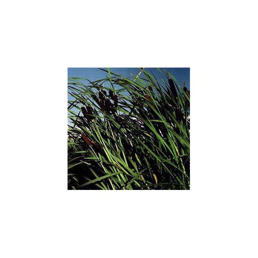 Plante Aquatique Typha latifolia