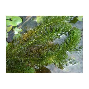 Ceratophyllum demersum