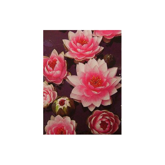 Nénuphar Mrs Wilfron Gonnere