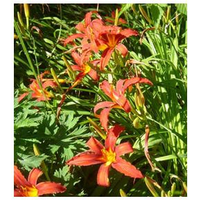 plante aquatique Hemerocallis divers