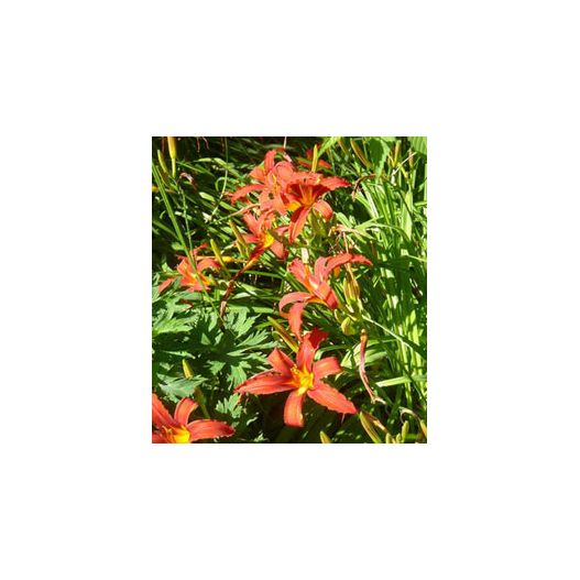 plante aquatique Hemerocallis divers