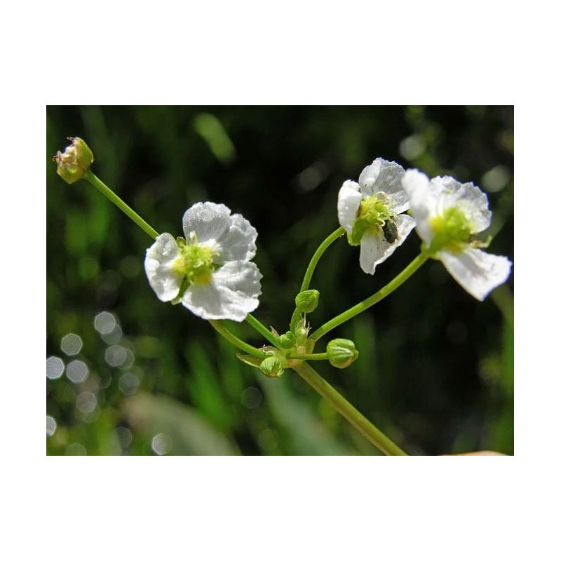 Zoom 2 plante aquatique Alisma plantago