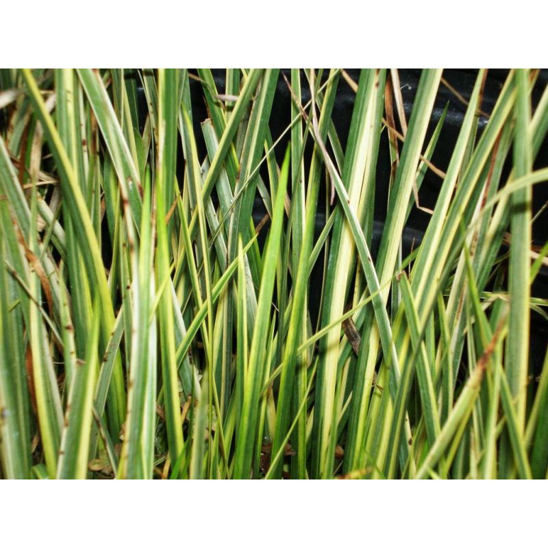 Zoom plante aquatique acorus calamus variegatus