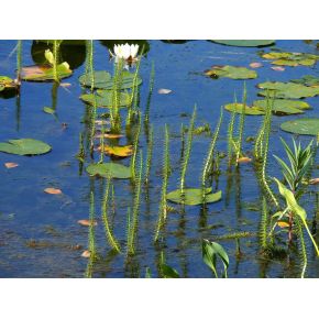 Photo 1 Plante Aquatique Hippuris vulgaris