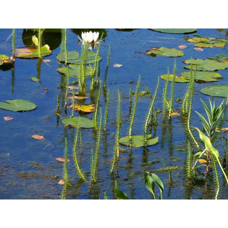 Photo 1 Plante Aquatique Hippuris vulgaris