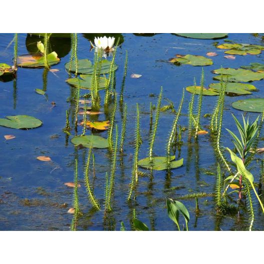 Photo 1 Plante Aquatique Hippuris vulgaris